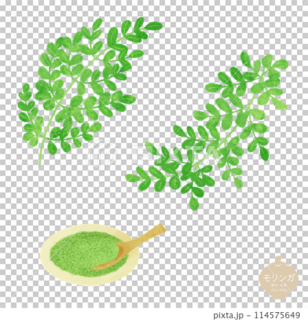 草本插圖/辣木葉和粉末 草本插圖/辣木葉和粉末 114575649