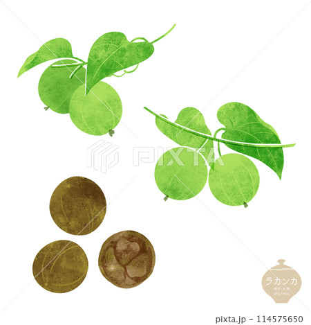 生薬のイラスト/ ラカンカ(羅漢果)の枝と乾燥実 生薬のイラスト/ ラカンカ(羅漢果)の枝と乾燥実 114575650