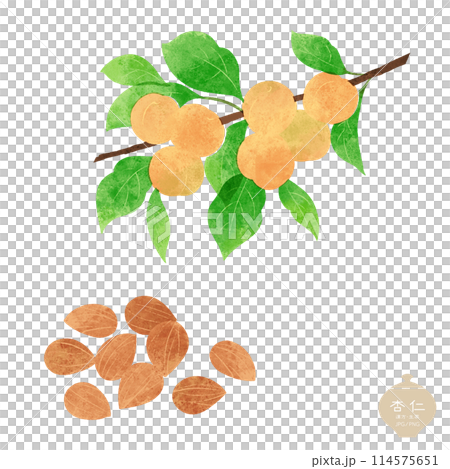 草本插圖/杏仁枝和種子 草本插圖/杏仁枝和種子 114575651