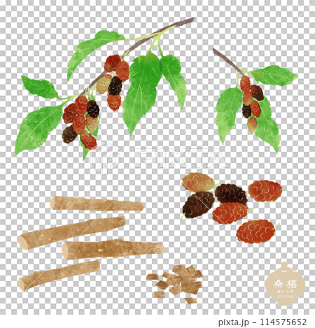 生藥圖/桑枝、葉、果、乾木 生藥圖/桑枝、葉、果、乾木 114575652