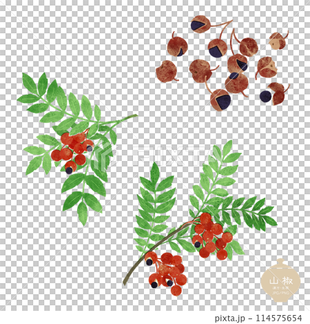 草本插圖/日本辣椒枝和乾燥種子 114575654
