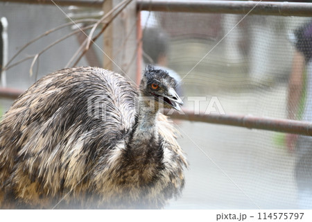 動物園のエミュー 動物園のエミュー 114575797