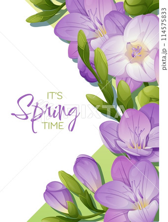 Greeting card template with spring flowers. Banner, poster with purple freesia. Vector illustration of delicate flowers in cartoon style for card, invitation, background, etc. Greeting card template with spring flowers. Banner, poster with purple freesia. Vector illustration of delicate flowers in cartoon style for card, invitation, background, etc. 114575833
