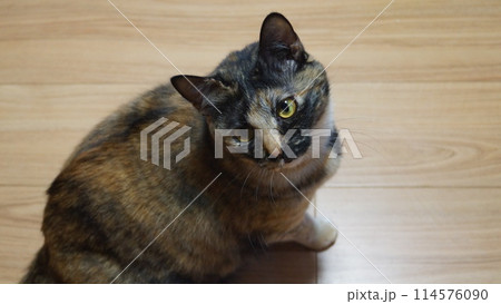 猫 猫 114576090