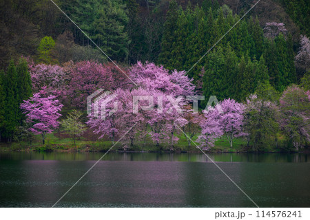 中綱湖のオオヤマザクラ【大町市】 114576241