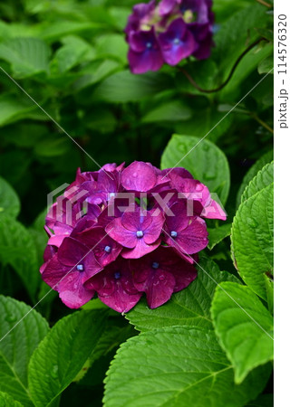 雨に濡れた紫陽花 114576320