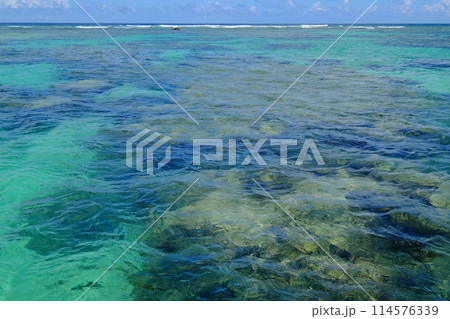 ハマサンゴが広がる白保の海 ハマサンゴが広がる白保の海 114576339