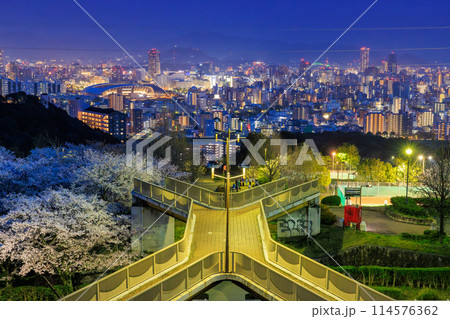 桜満開の竜王公園から眺める広島市街夜景(広島県広島市) 桜満開の竜王公園から眺める広島市街夜景(広島県広島市) 114576362