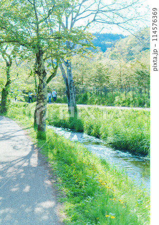 5月の美しい忍野八海 5月の美しい忍野八海 114576369