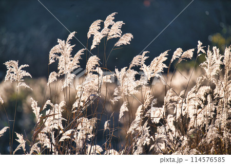 キラキラ　すすき 114576585