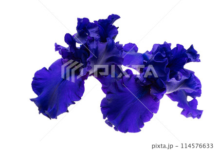 iris flower blue isolated 114576633