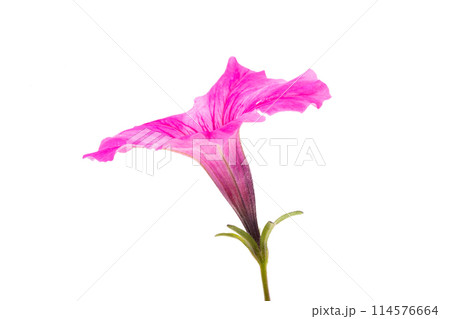 Petunia flower isolated 114576664