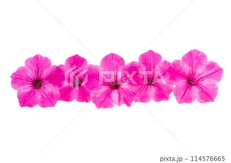 Petunia flower isolated 114576665
