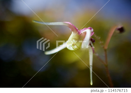 「楊貴妃」という名のイカリソウ。錨草の花言葉は「あなたを離さない」。濃い情愛を思わせる。 114576715
