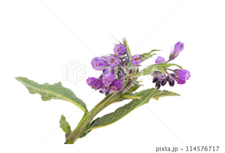 comfrey flower isolated 114576717