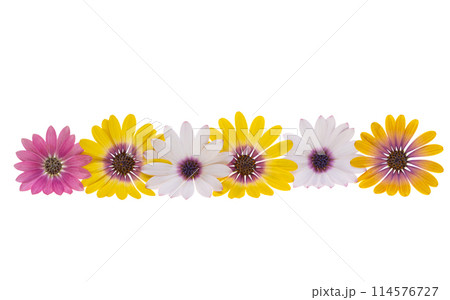 Osteospermum Flower isolated Osteospermum Flower isolated 114576727