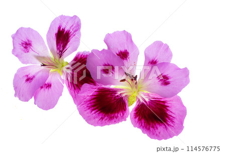 pelargonium isolated 114576775