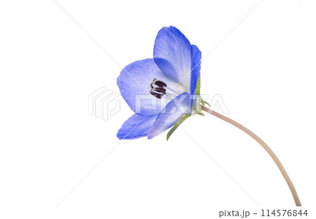 blue nemophila flower isolated blue nemophila flower isolated 114576844