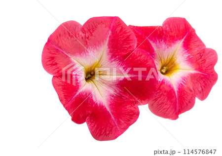 red petunia flower isolated 114576847