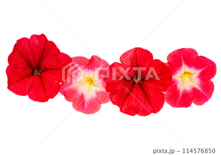 red petunia flower isolated red petunia flower isolated 114576850