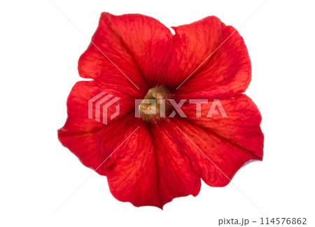 red petunia flower isolated red petunia flower isolated 114576862