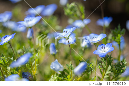 blue nemophila flowers 114576910