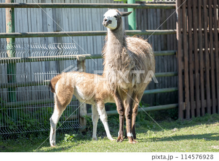 little llama little llama 114576928