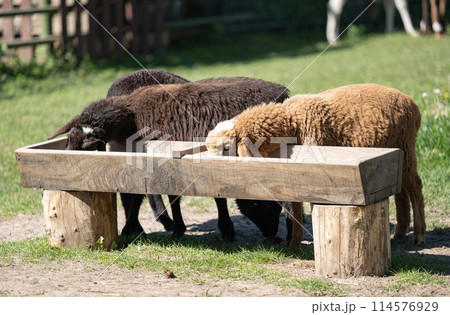 sheep grazing sheep grazing 114576929