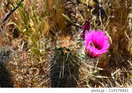 Flowering Hedge Hog cactus 114576981