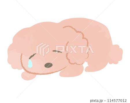 伏せをして涙を流し落ち込むトイプードル　主線なし 114577012