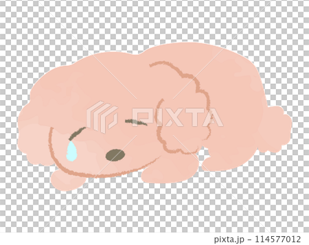 伏せをして涙を流し落ち込むトイプードル　主線なし 114577012