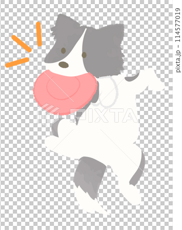 Dog catching a frisbee Border collie No main line 114577019