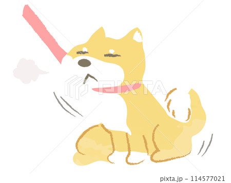 お散歩を拒否し動かない犬 柴犬 主線なし お散歩を拒否し動かない犬 柴犬 主線なし 114577021