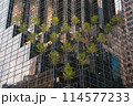 ビルの窓に映る木々 114577233