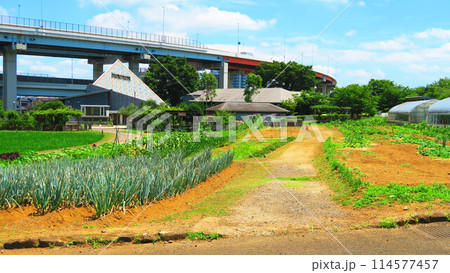 足立区都市農業公園の畑の風景 足立区都市農業公園の畑の風景 114577457