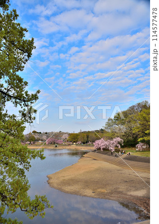 《愛知県》名古屋市　春の平和公園猫ヶ洞池に咲くしだれ桜 114577478