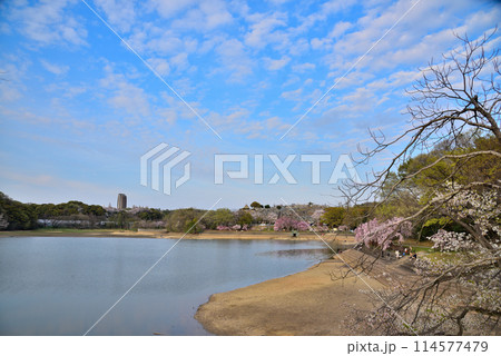 《愛知県》名古屋市　春の平和公園猫ヶ洞池に咲くしだれ桜 114577479