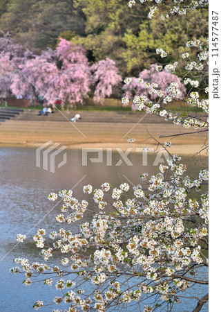 《愛知県》名古屋市　春の平和公園猫ヶ洞池に咲く桜 114577487