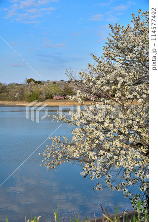 《愛知県》名古屋市　春の平和公園猫ヶ洞池に咲く桜 114577492