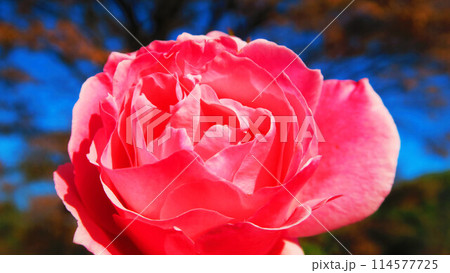 一輪のピンク色のバラの花の風景 一輪のピンク色のバラの花の風景 114577725