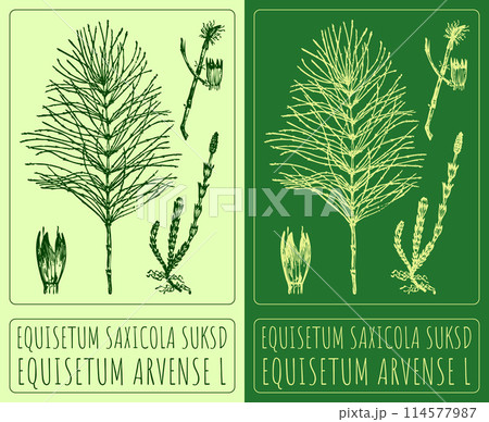 Vector drawing EQUISETUM SAXICOLA SUKSD. Hand drawn illustration. The Latin name is EQUISETUM ARVENSE L 114577987