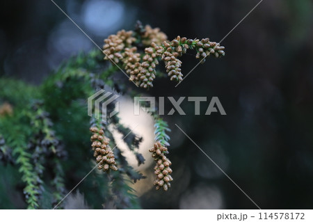 スギの開花 春 スギの開花 春 114578172