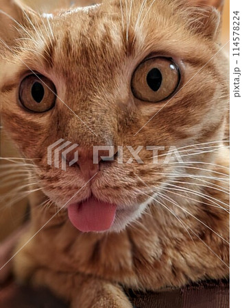 猫 おどろき! 茶トラ猫 猫 おどろき! 茶トラ猫 114578224