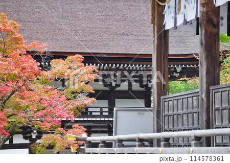 京都 松尾大社 美しい紅葉と楼門と拝殿(京都府京都市西京区) 京都 松尾大社 美しい紅葉と楼門と拝殿(京都府京都市西京区) 114578361