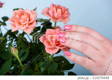 A woman is touching a pink rose in a vase. The rose is surrounded by green leaves and the vase is on a blue background. 114578440
