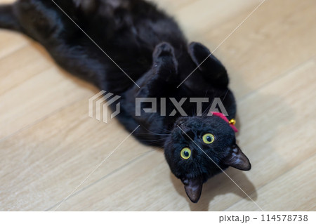 床に寝転ぶ黒猫 114578738