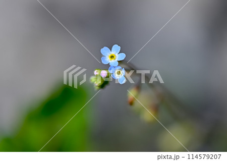 キュウリグサ 114579207