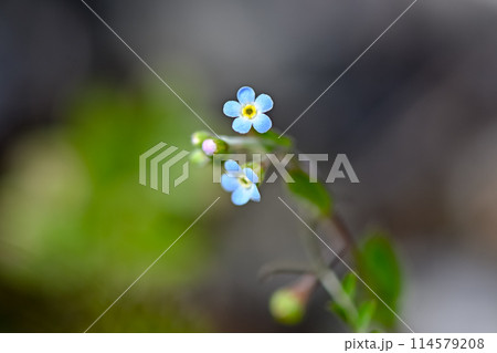 キュウリグサ 114579208