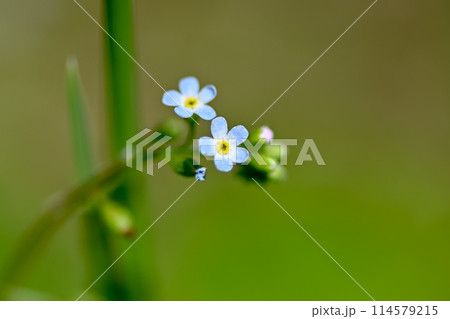 キュウリグサ 114579215