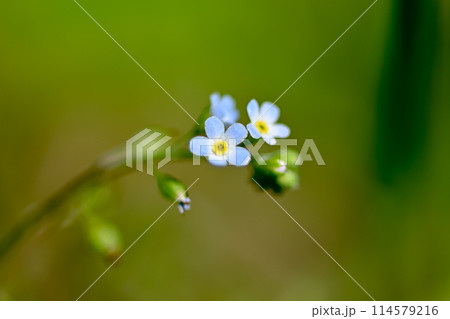 キュウリグサ 114579216